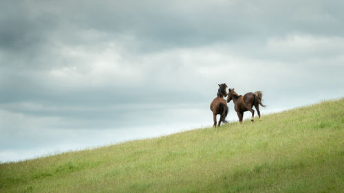 Horses on a field