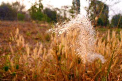 Close-up of plant on field