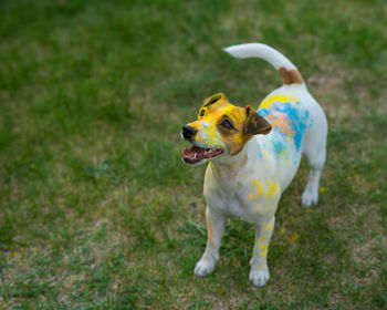 Dog running on field