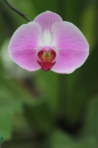 Close-up of pink flower