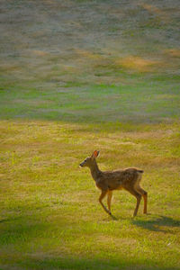 Side view of deer on field