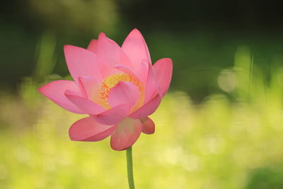 Close-up of pink water lily