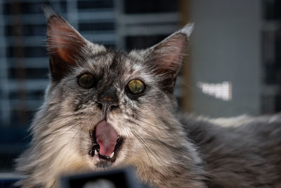 Close-up portrait of a cat