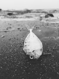 Close up of plant against blurred background