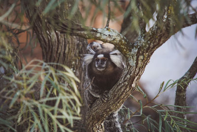 Portrait of monkey on tree trunk