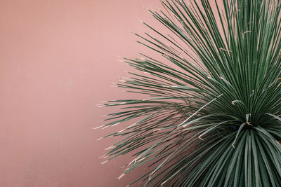 Close-up of palm leaves growing against wall