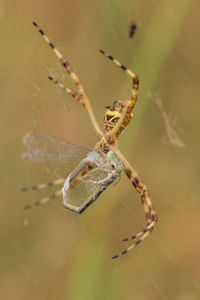 Close-up of spider on web