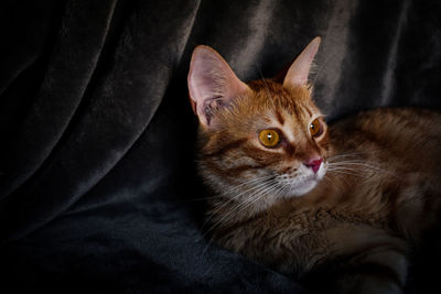 Portrait of cat relaxing on black background