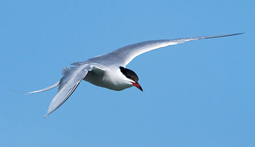 Low angle view of seagull flying in sky