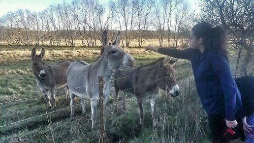 Sheep grazing on field