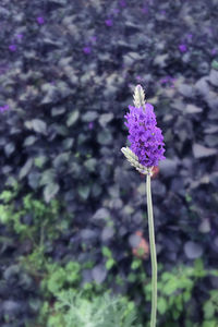 Close-up of purple flowering plant