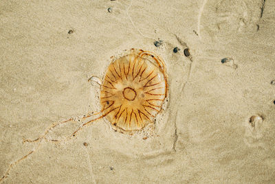 High angle view of sand