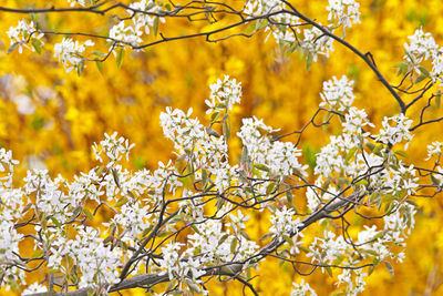 Close-up of yellow flowering plant