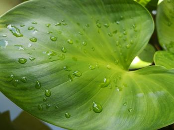 Close-up of water drops on leaves