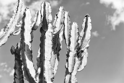 Close-up of frozen plant against sky