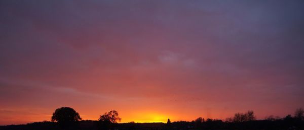 Silhouette of trees at sunset