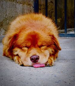 Dog on stone wall