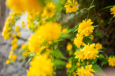 Close-up of yellow flowering plant
