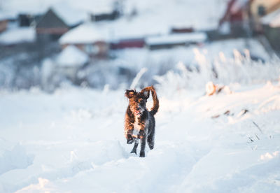 Dog in snow