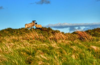 Sheep on field against blue sky