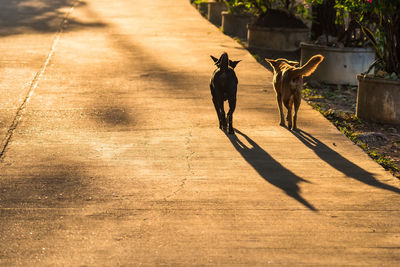 View of dog standing on street