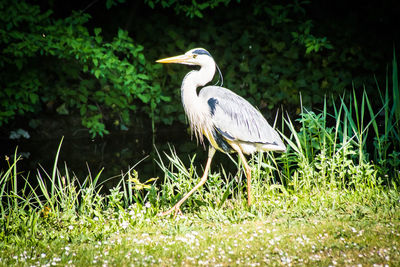 High angle view of gray heron perching on grass