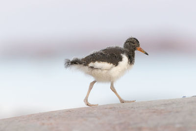 Close-up of bird perching on rock