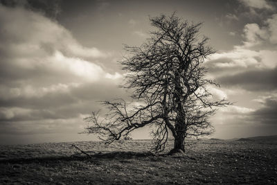 Bare tree on field against sky