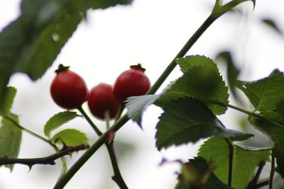 Close-up of cherries growing on tree