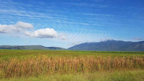 Scenic view of field against sky