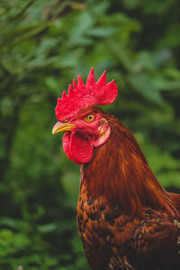 Close-up of rooster