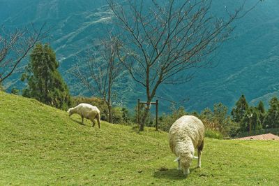 Sheep grazing on field