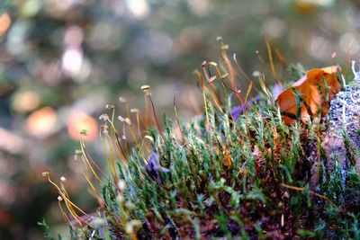 Close-up of flowering plants on field