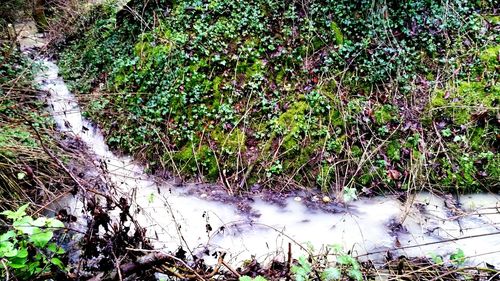 Plants growing in park