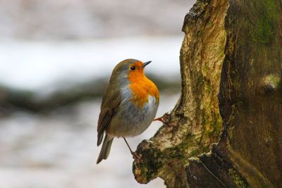 Close-up of bird perching on tree