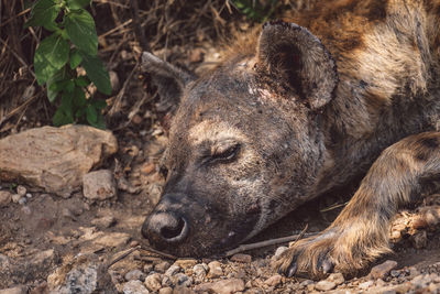 Close-up of hyena