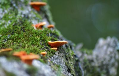 Close-up of moss growing on tree trunk