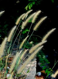 Close-up of grass