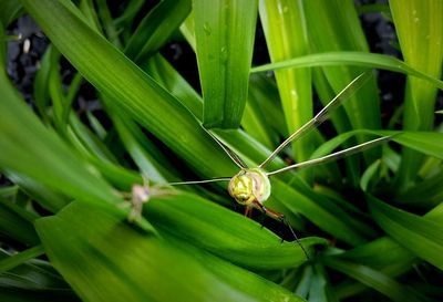 Close-up of insect on leaf