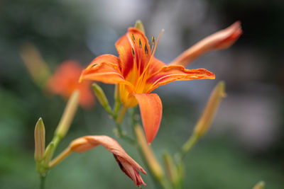 Close-up of orange day lily