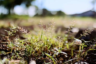 Close-up of plants growing on field