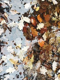 Full frame shot of maple leaves