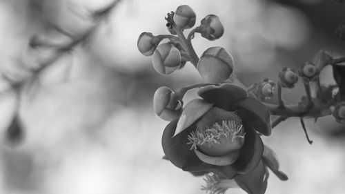 Close-up of flowering plant against blurred background