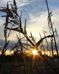 Sun shining through trees