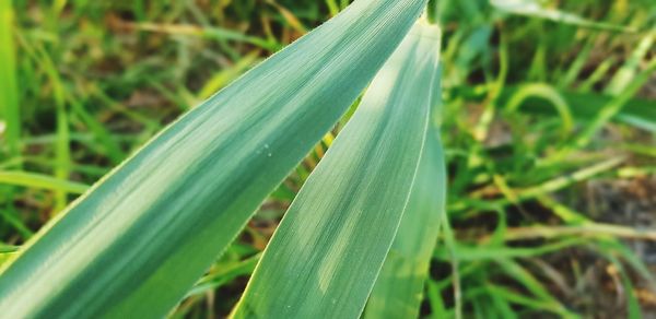 Close-up of fresh green leaf on grass