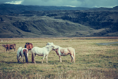 Horses standing on field against sky