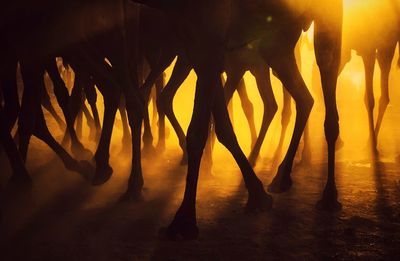 Low section of silhouette people at sunset