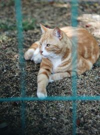 Portrait of a cat lying on field