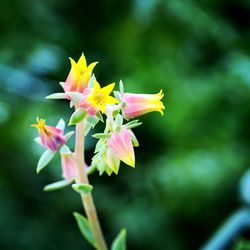 Close-up of yellow flowers blooming outdoors