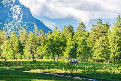 Horse grazing on grassy field